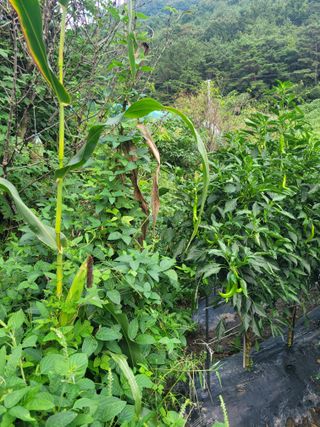동길니우스님의 고추 · 영농일지 작성글 사진