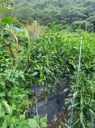 동길니우스님의 고추 · 영농일지 작성글 사진