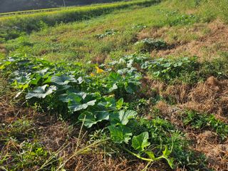 쌍학리 농민님의 호박 · 영농일지 작성글 사진