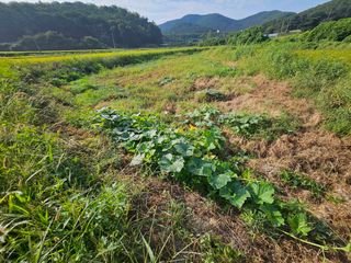 쌍학리 농민님의 호박 · 영농일지 작성글 사진