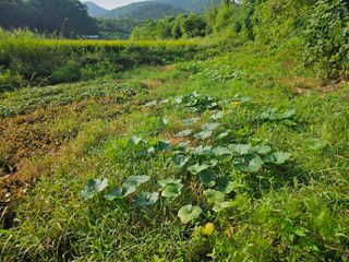쌍학리 농민님의 호박 · 영농일지 작성글 사진