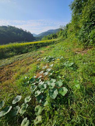 쌍학리 농민님의 호박 · 영농일지 작성글 사진