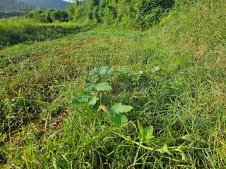 쌍학리 농민님의 호박 · 영농일지 작성글 사진