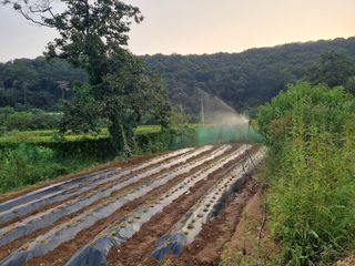 들꽃농장님의 배추 · 영농일지 작성글 사진