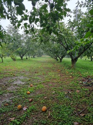자연농원 윤상수님의 자유주제 · 자유게시판 작성글 사진