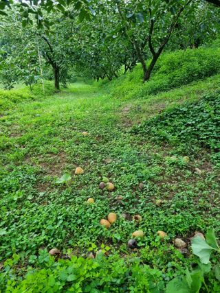 자연농원 윤상수님의 자유주제 · 자유게시판 작성글 사진