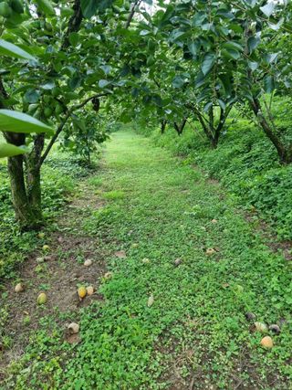 자연농원 윤상수님의 자유주제 · 자유게시판 작성글 사진