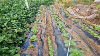 최영환님의 배추 · 영농일지 작성글 사진