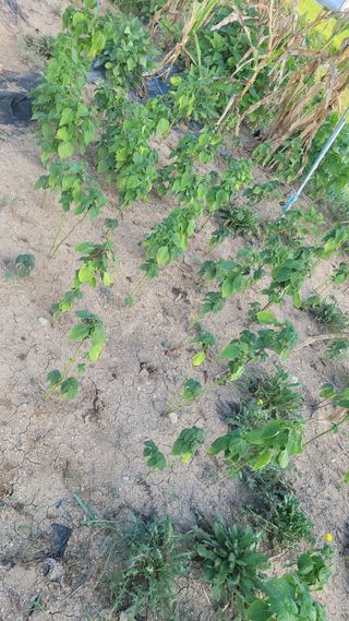 포항 농민66님의 참깨 · 영농일지 작성글 사진