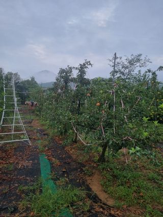 민원기님의 사과 · 영농일지 작성글 사진
