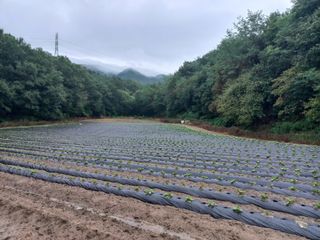 혜향님의 자유주제 · 자유게시판 작성글 사진