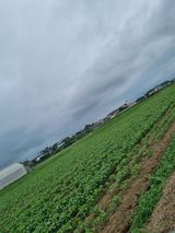 팜모닝 콩·영농일지 게시글 이미지