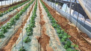 신동원님의 오이 · 영농일지 작성글 사진