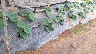 신동원님의 오이 · 영농일지 작성글 사진