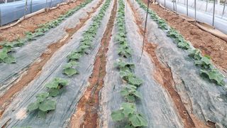 신동원님의 오이 · 영농일지 작성글 사진