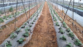 신동원님의 오이 · 영농일지 작성글 사진