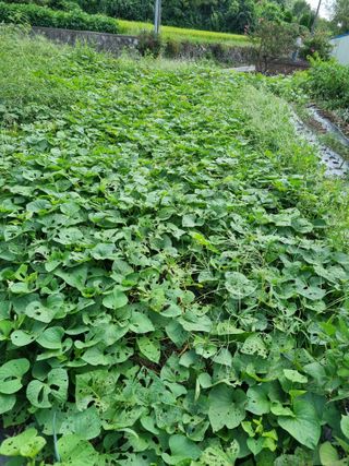 최현숙 님의 자유주제 · 사진전 작성글 사진