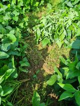 팜모닝 콩·자유게시판 게시글 이미지