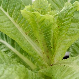 프롬밭님의 상추 · 병해충상담 작성글 사진