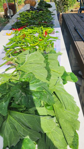 나팔농부김흥우님의 호박 · 영농일지 작성글 사진