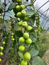 팜모닝 기타작물·영농일지 게시글 이미지