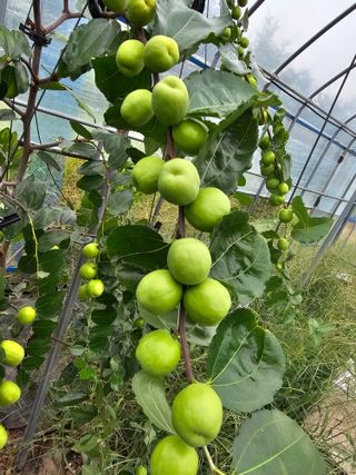 춘천바람개비님의 기타작물 · 영농일지 작성글 사진