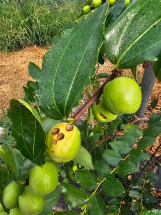 춘천바람개비님의 기타작물 · 영농일지 작성글 사진