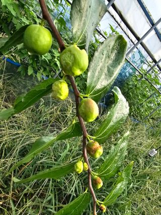 춘천바람개비님의 기타작물 · 영농일지 작성글 사진