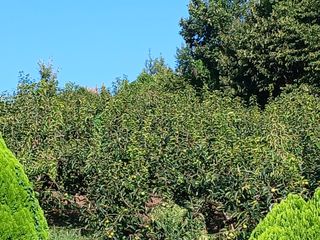 우성밀양단감농사님의 감 · 영농일지 작성글 사진