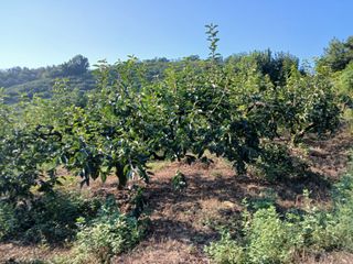 우성밀양단감농사님의 감 · 영농일지 작성글 사진