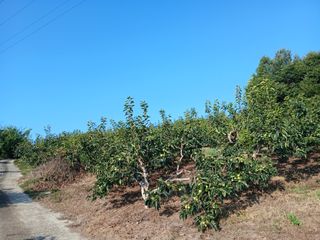 우성밀양단감농사님의 감 · 영농일지 작성글 사진