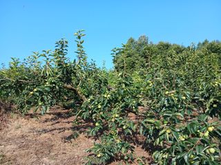우성밀양단감농사님의 감 · 영농일지 작성글 사진