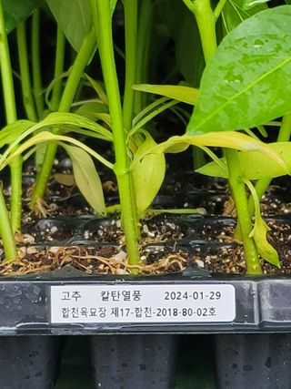 왕초보농부 이금녀님의 작성글 사진