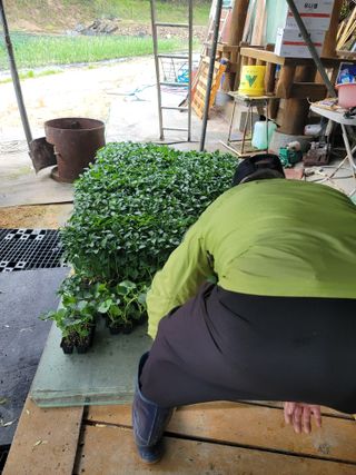 왕초보농부 이금녀님의 작성글 사진