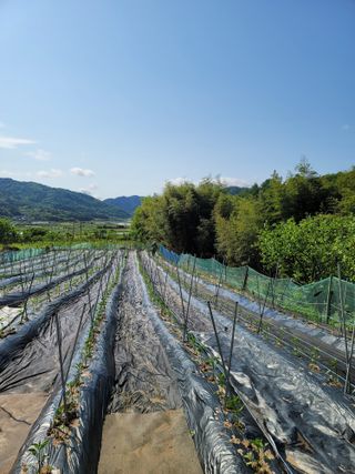 왕초보농부 이금녀님의 작성글 사진