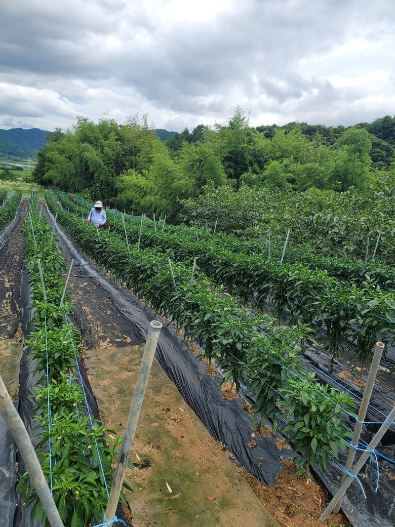 왕초보농부 이금녀님의 장터 판매 상품 [2024 햇고춧가루600g(1근)] 첨부 사진