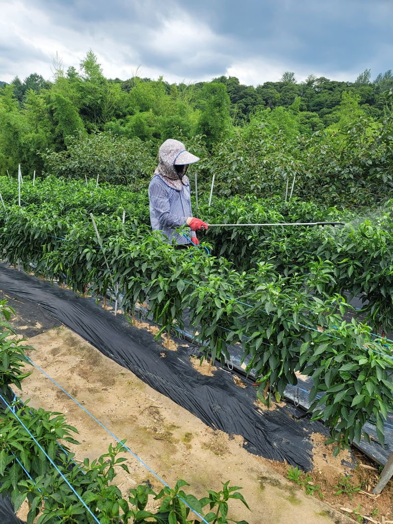 왕초보농부 이금녀님의 장터 판매 상품 [2024 햇고춧가루600g(1근)] 첨부 사진