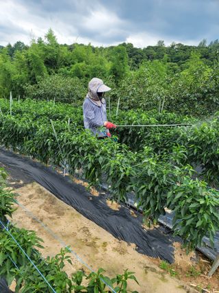 왕초보농부 이금녀님의 작성글 사진