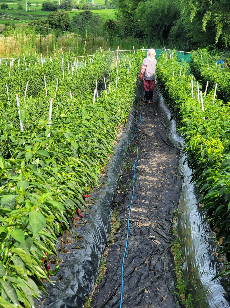 왕초보농부 이금녀님의 장터 판매 상품 [2024 햇고춧가루600g(1근)] 첨부 사진