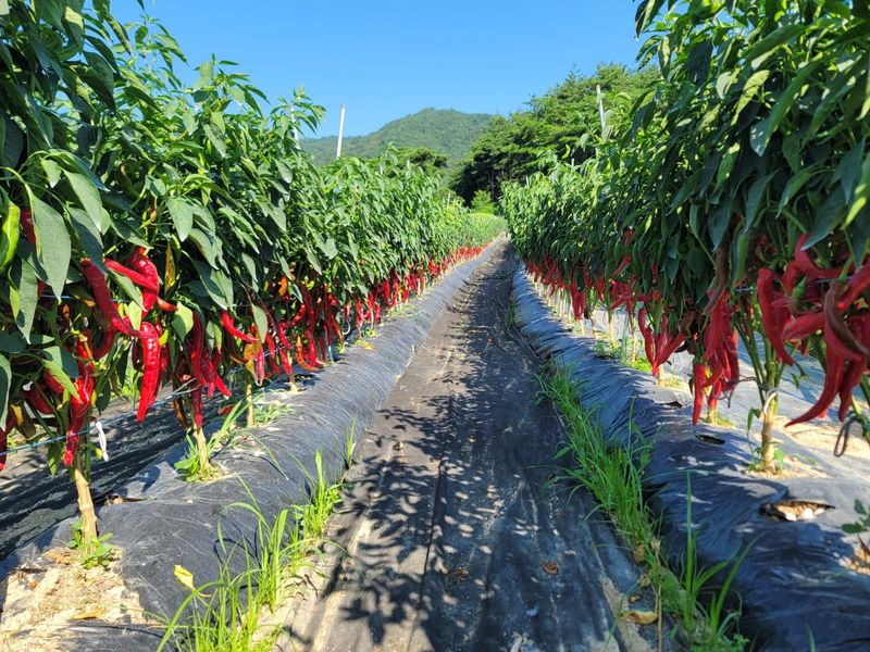 왕초보농부 이금녀님의 장터 판매 상품 [2024 햇고춧가루600g(1근)] 첨부 사진