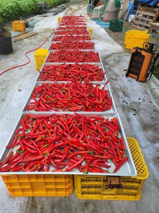 왕초보농부 이금녀님의 작성글 사진