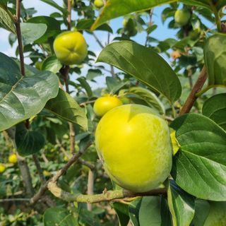 김현필님의 자유주제 · 자유게시판 작성글 사진