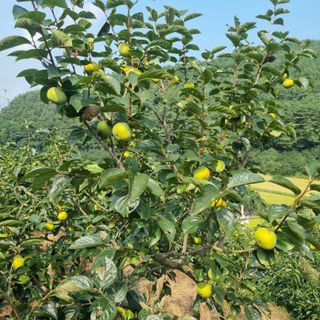 김현필님의 자유주제 · 자유게시판 작성글 사진