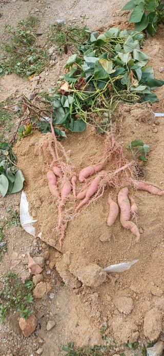 심 영훈님의 자유주제 · 자유게시판 작성글 사진