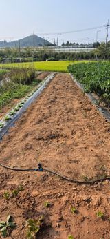 팜모닝 기타작물·영농일지 게시글 이미지