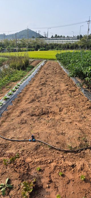 친정집같은언니님의 기타작물 · 영농일지 작성글 사진