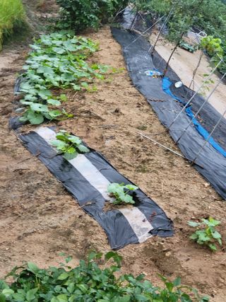 정금천님의 호박 · 영농일지 작성글 사진