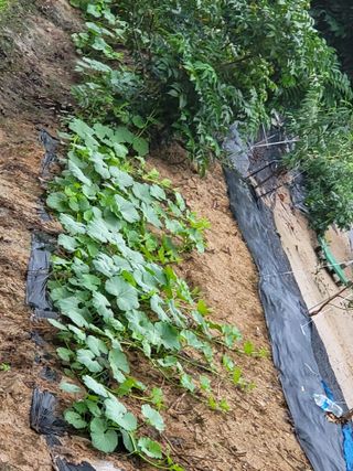 정금천님의 호박 · 영농일지 작성글 사진