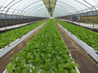 백만영님의 상추 · 영농일지 작성글 사진