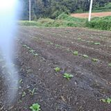 팜모닝 배추·영농일지 게시글 이미지